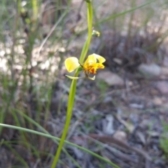 Diuris nigromontana (Black Mountain Leopard Orchid) at Canberra Central, ACT - 13 Oct 2016 by nic.mikhailovich