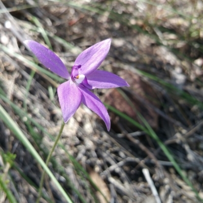 Glossodia major (Wax Lip Orchid) at Acton, ACT - 13 Oct 2016 by nic.jario