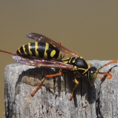 Polistes (Polistes) chinensis (Asian paper wasp) at Conder, ACT - 31 Mar 2015 by MichaelBedingfield