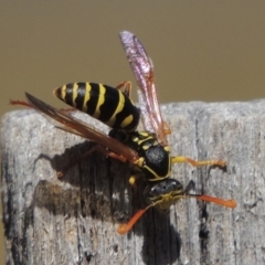 Polistes (Polistes) chinensis at Conder, ACT - 31 Mar 2015 12:45 PM