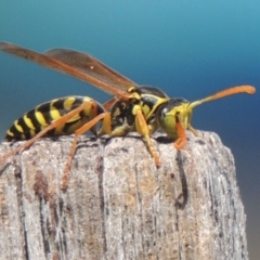 Polistes (Polistes) chinensis at Conder, ACT - 31 Mar 2015