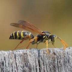 Polistes (Polistes) chinensis at Conder, ACT - 31 Mar 2015 12:45 PM