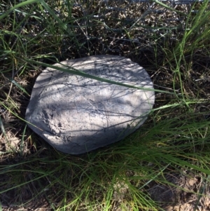 Chelodina longicollis at Gungahlin, ACT - 13 Oct 2016 10:35 AM