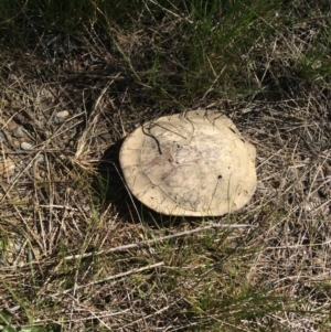 Chelodina longicollis at Gungahlin, ACT - 13 Oct 2016 10:43 AM