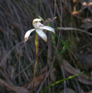 Caladenia ustulata at Canberra Central, ACT - 14 Oct 2016
