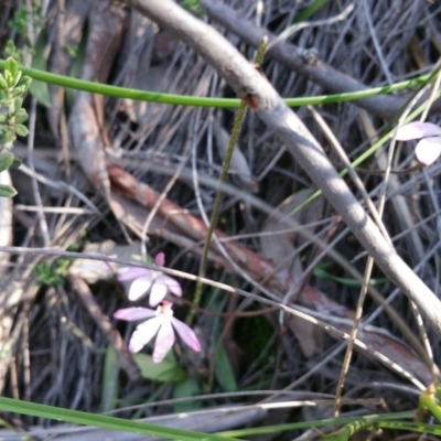 Caladenia fuscata (Dusky Fingers) at Acton, ACT - 13 Oct 2016 by nic.jario