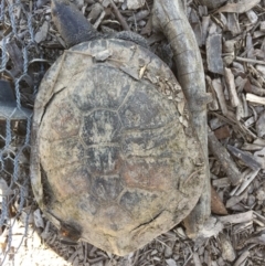 Chelodina longicollis (Eastern Long-necked Turtle) at Gungahlin, ACT - 14 Oct 2016 by CedricBear