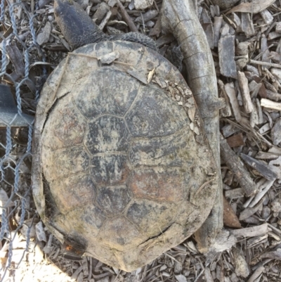 Chelodina longicollis (Eastern Long-necked Turtle) at Gungahlin, ACT - 15 Oct 2016 by CedricBear