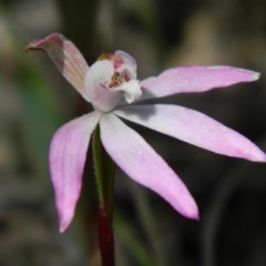 Caladenia fuscata (Dusky Fingers) at Aranda, ACT - 14 Oct 2016 by petaurus