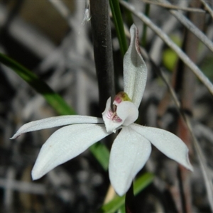 Caladenia fuscata at Point 3131 - suppressed