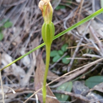 Pterostylis pedunculata (Maroonhood) at Acton, ACT - 13 Oct 2016 by nic.jario