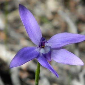 Glossodia major at Point 3131 - suppressed