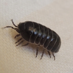 Armadillidium vulgare (Slater bug, woodlouse, pill bug, roley poley) at Conder, ACT - 22 Nov 2014 by michaelb