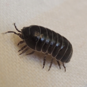 Armadillidium vulgare at Conder, ACT - 22 Nov 2014 01:24 PM