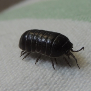 Armadillidium vulgare at Conder, ACT - 22 Nov 2014