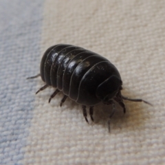 Armadillidium vulgare at Conder, ACT - 22 Nov 2014 01:24 PM