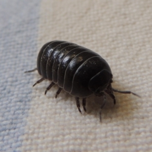 Armadillidium vulgare at Conder, ACT - 22 Nov 2014