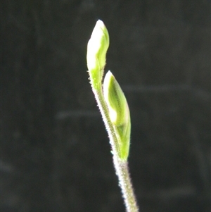 Caladenia moschata at Point 3131 - suppressed