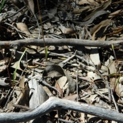 Caladenia moschata at Point 3131 - suppressed