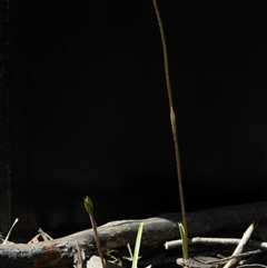 Caladenia moschata at Point 3131 - suppressed