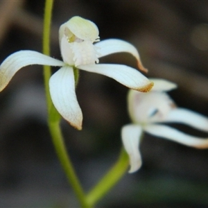 Caladenia ustulata at Point 3131 - suppressed