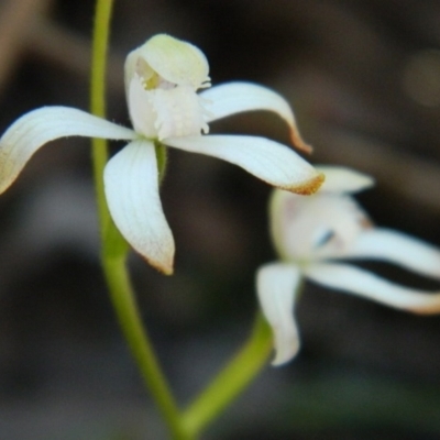 Caladenia ustulata (Brown Caps) at Aranda, ACT - 14 Oct 2016 by petaurus