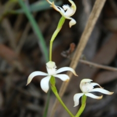 Caladenia ustulata at Point 3131 - suppressed