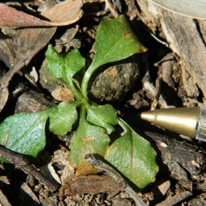 Speculantha rubescens at Point 3131 - suppressed