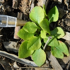 Speculantha rubescens at Point 3131 - suppressed