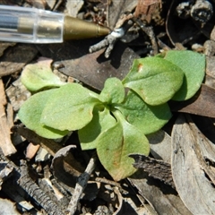 Speculantha rubescens at Point 3131 - suppressed