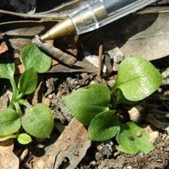 Speculantha rubescens at Point 3131 - suppressed