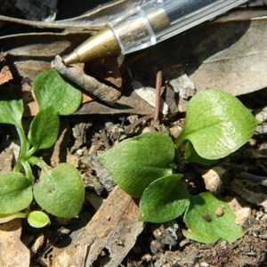 Speculantha rubescens at Point 3131 - suppressed