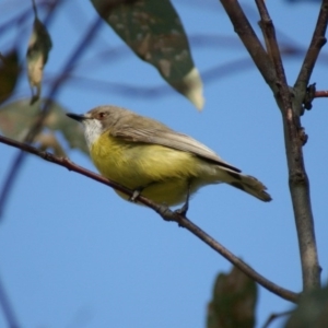 Gerygone olivacea at Red Hill, ACT - 13 Oct 2016