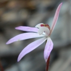 Caladenia fuscata (Dusky Fingers) at Aranda, ACT - 13 Oct 2016 by petaurus