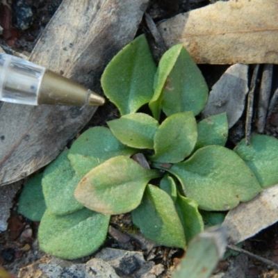 Speculantha rubescens (Blushing Tiny Greenhood) at Point 5830 - 14 Oct 2016 by petaurus