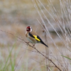 Carduelis carduelis (European Goldfinch) at Fyshwick, ACT - 10 Oct 2016 by roymcd