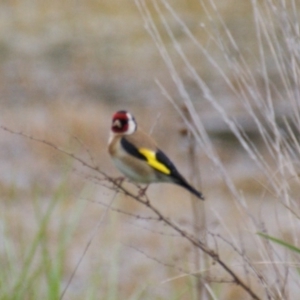 Carduelis carduelis at Fyshwick, ACT - 10 Oct 2016 04:33 PM