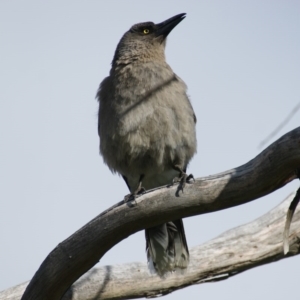 Strepera versicolor at Jerrabomberra, ACT - 29 Sep 2016