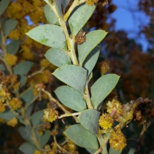 Acacia cultriformis at Majura, ACT - 13 Oct 2016 02:43 PM