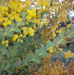 Acacia cultriformis at Majura, ACT - 13 Oct 2016 02:43 PM