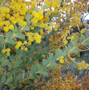 Acacia cultriformis at Majura, ACT - 13 Oct 2016 02:43 PM