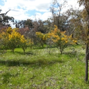 Acacia cultriformis at Majura, ACT - 13 Oct 2016 02:43 PM