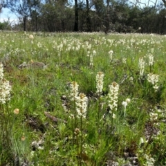 Stackhousia monogyna (Creamy Candles) at Majura, ACT - 13 Oct 2016 by waltraud