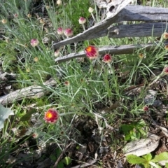 Leucochrysum albicans subsp. tricolor at Majura, ACT - 23 Sep 2016