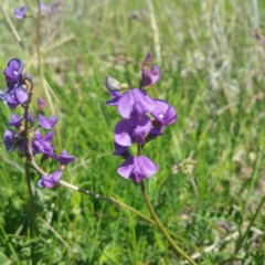 Swainsona monticola (Notched Swainson-Pea) at Denman Prospect, ACT - 14 Jan 2016 by RichardMilner