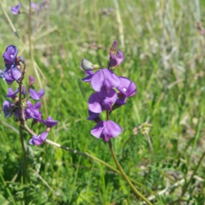 Swainsona monticola at Molonglo River Reserve - 14 Jan 2016