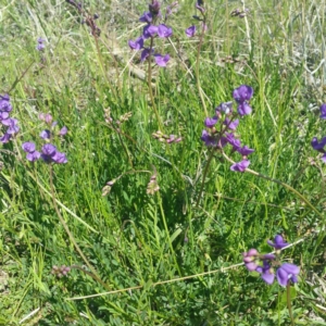 Swainsona monticola at Molonglo River Reserve - 14 Jan 2016