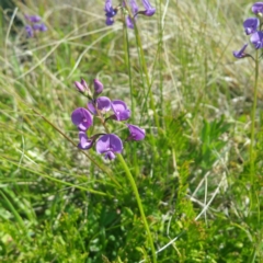 Swainsona monticola (Notched Swainson-Pea) at Denman Prospect, ACT - 14 Jan 2016 by RichardMilner