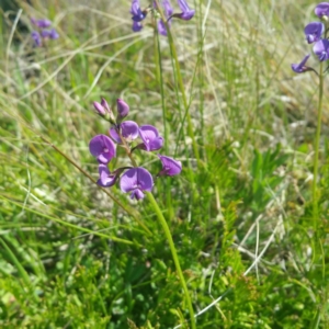 Swainsona monticola at Molonglo River Reserve - 14 Jan 2016 02:18 PM