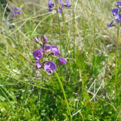 Swainsona monticola (Notched Swainson-Pea) at Denman Prospect, ACT - 14 Jan 2016 by RichardMilner